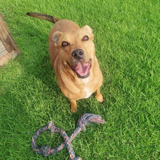 Happy tan dog on the lawn with a rope toy