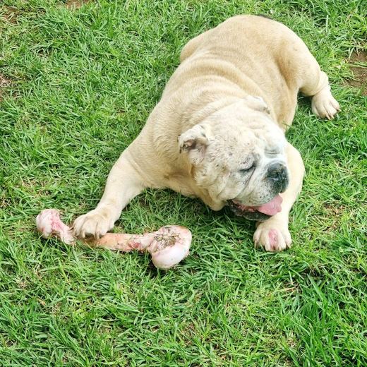 Bulldog enjoying a big bone on the grass