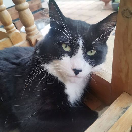 Black and white cat close up