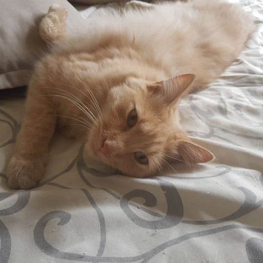 Ginger cat stretched out on a bed
