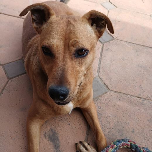 Tan dog lying on the patio with a rope toy