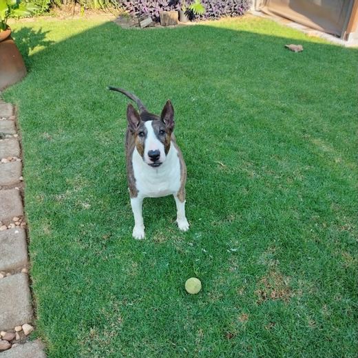 Brindle bull terrier with a tennis ball