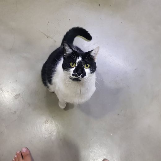 Black and white cat looking up