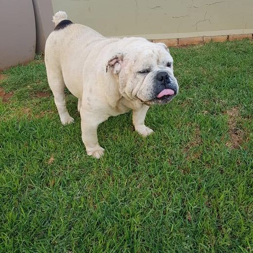 White bulldog on the lawn