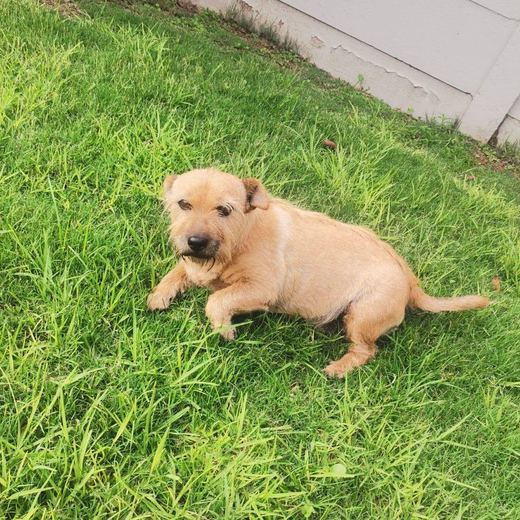 Scruffy ginger terrier lying in the grass