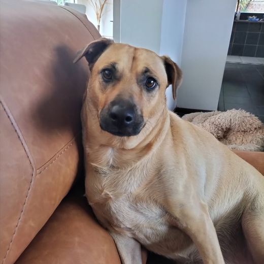 Tan dog leaning on the couch