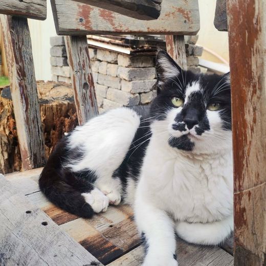 Black and white cat on an old wooden bench