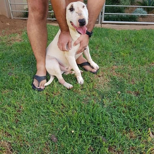 Young bull terrier sitting for a cuddle