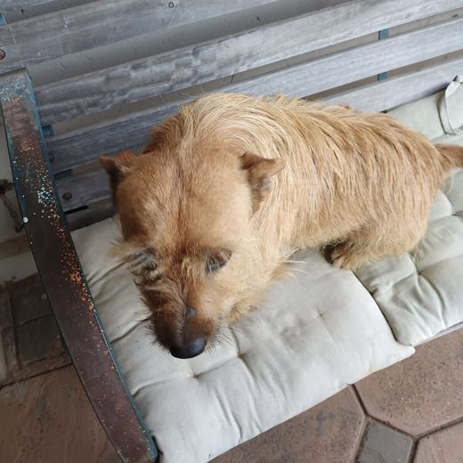 Scruffy ginger terrier on a garden bench