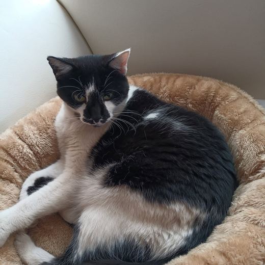 Black and white cat curled up in a cat bed