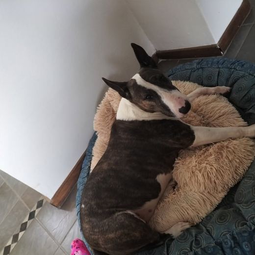 Brindle bull terrier curled up in its bed
