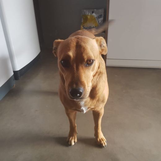 Tan dog standing in the kitchen