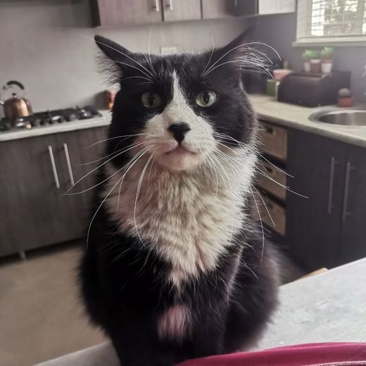 Fluffy black and white cat in the kitchen