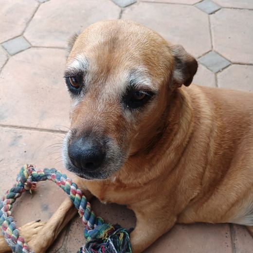 Older tan dog resting with a rope toy