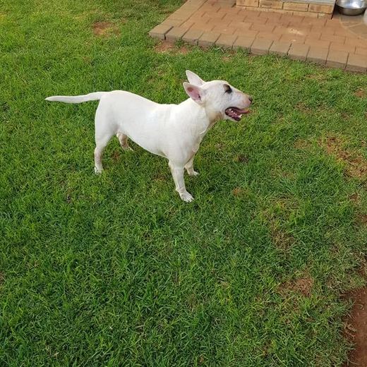 White bull terrier on the grass