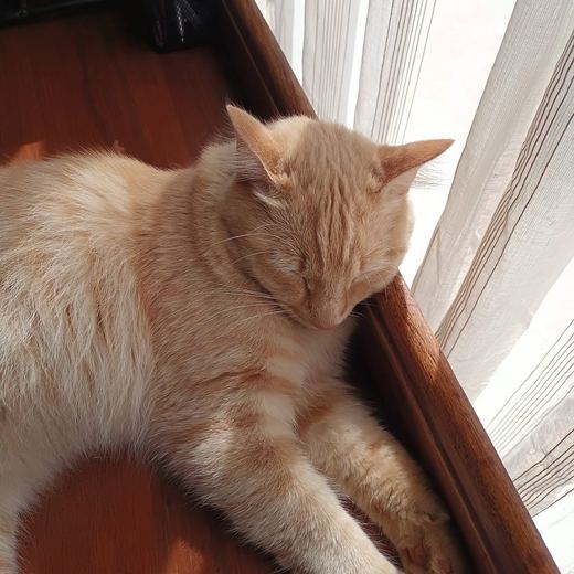 Ginger cat asleep by the window