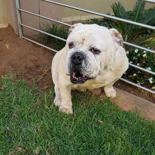 Bulldog sitting by the garden fence