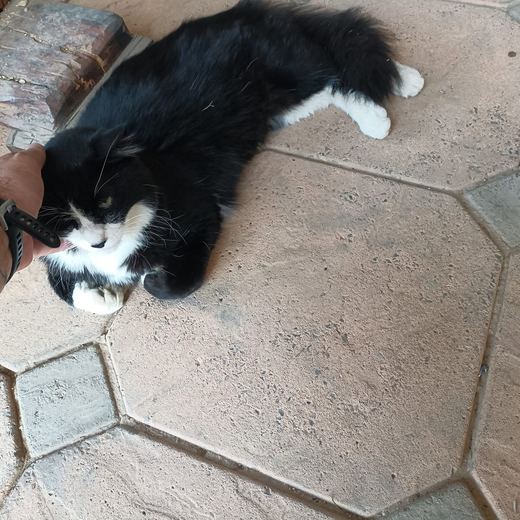 Fluffy black and white cat getting a scratch