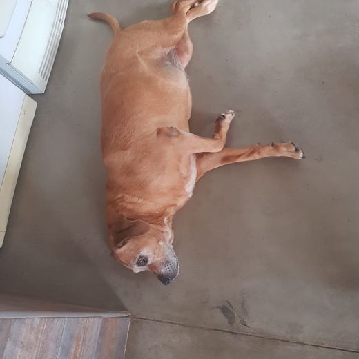 Tan dog flat out on the floor