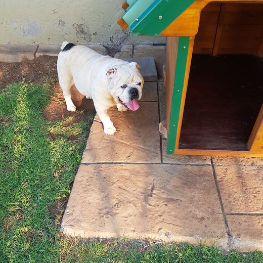 Bulldog checking out the kennel