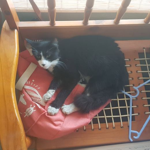 Black and white cat on a wooden bench