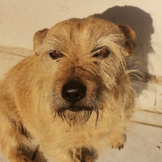Scruffy terrier looking into the camera