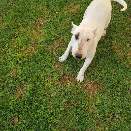 Bull terrier playing on the lawn