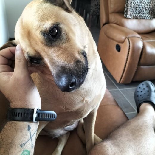 Tan dog getting an ear scratch