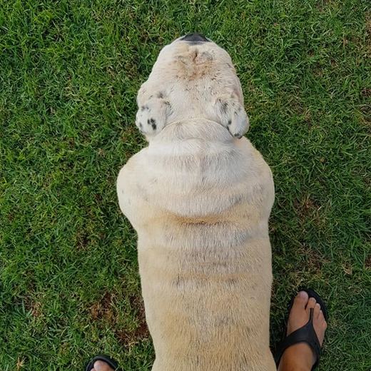 Bulldog from above, standing between feet